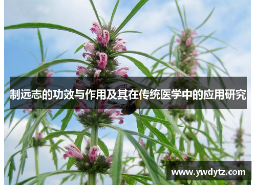 制远志的功效与作用及其在传统医学中的应用研究